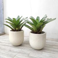 Gambar FREE ONGKIR - BROMELIA SET + Pot Tanaman | Tanaman Hias - Pot Terrazzo - Pot Teracota - Raw Concrete dari Kinibotanica Studio undefined 3 Tokopedia