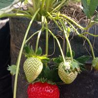 Gambar bibit strawberry jepang sagahonoka dari sky@berry undefined 2 Tokopedia