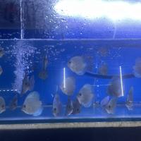 Gambar Discus Blue Diamond Ikan Hias Air Tawar Ikan Hias Aquarium Aquascape dari Kei Aquarium undefined 1 Tokopedia