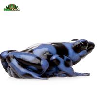 Gambar katak hias dart frog auratus blue and black dari Dunia Anura 99 undefined 3 Tokopedia