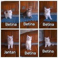 Gambar Kucing kitten persia gemoy dari stationpetsshop undefined 5 Tokopedia