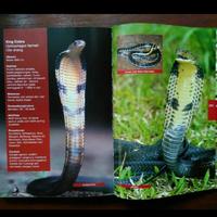 Gambar Buku Panduan Visual dan Identifikasi Lapangan 107+ Ular Indonesia dari Wild Life Bookstore undefined 3 Tokopedia