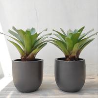 Gambar FREE ONGKIR - BROMELIA SET + Pot Tanaman | Tanaman Hias - Pot Terrazzo - Pot Teracota - Raw Concrete dari Kinibotanica Studio undefined 1 Tokopedia