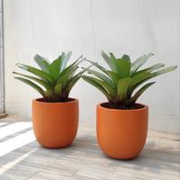 Gambar FREE ONGKIR - BROMELIA SET + Pot Tanaman | Tanaman Hias - Pot Terrazzo - Pot Teracota - Raw Concrete dari Kinibotanica Studio undefined 4 Tokopedia