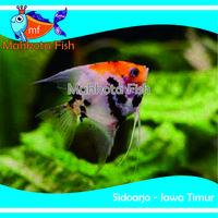 Gambar Ikan MAN FISH | MAN FISH BLACK WHITE | IKAN BIDADARI | (KHUSUS INSTAN) - MAN FISH dari mahkotafish undefined 5 Tokopedia
