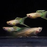 Gambar Guppy yellow snakeskin double sword dari meatbread undefined 1 Tokopedia