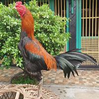 Gambar Telur Ayam PETARUNG TANGGUH Phakoy king / Phakoy Brutal/AYAM BANGKOK PHAKOY SI FULL BRAKOT dari Raffy Green Lanscape undefined 3 Tokopedia