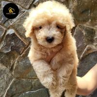Gambar puppy poodle dari Mommy Pets Kennel undefined 1 Tokopedia