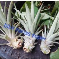 Gambar bibit nanas super unggul big dari herbalplanet undefined 1 Tokopedia