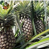 Gambar bibit nanas super unggul big dari herbalplanet undefined 2 Tokopedia