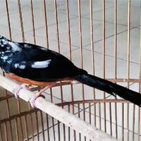 Gambar Burung Murai Batu Blorok Ekstrim Trah Ekor Panjang dari Tosix94Birdspecialist undefined 2 Tokopedia