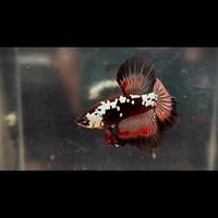 Gambar cupang halfmoon fullmoon ori import thailand grade A realpict dari bettalimalima undefined 2 Tokopedia