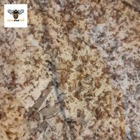 Gambar kroto segar pakan burung kicau (Harga per ons - 1 Kg dari Dewa Feed Pet Store undefined 5 Tokopedia