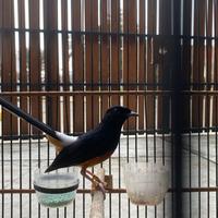Gambar murai batu medan prestasi event dari GMBI Graha Murai Batu indonesia bird farm undefined 4 Tokopedia