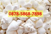 Gambar Jual Tepung Kulit Kerang Superfine Halus Seperti Bedak dari Niraku Jaya Abadi Jakarta undefined 1 Tokopedia