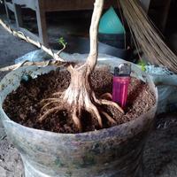 Gambar Bahan Bonsai Sancang Program Akar Muter dari Eenkshop undefined 2 Tokopedia