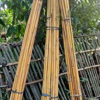 Gambar jual bambu kuning panjang 2 meter dari Arisflora undefined 1 Tokopedia