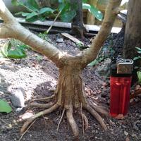 Gambar Bahan Bonsai Sancang Program Akar Muter dari Eenkshop undefined 1 Tokopedia