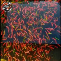 Gambar bibit ikan glowfish / bibit ikan hias / bibit ikan warna warni size kuaci dari RafardhanFishShop undefined 2 Tokopedia