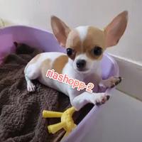 Gambar anjing chihuahua original lucu imut mewah dari riashop-2 undefined 1 Tokopedia