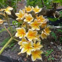 Gambar Tanaman Hias Plumeria Kuning (Kamboja Bali) dari omahbibit.id undefined 1 Tokopedia