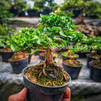 Gambar Bonsai Sancang Mini Shito Mame Sudah Siap Pajang Berkarakter Bonus Pot SUDAH BERKARATER dari Tanamanhias.Obyor undefined 1 Tokopedia