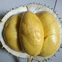 Gambar Durian Tigalingga lokal super utuh dan bulat dari semesta durian99 undefined 1 Tokopedia