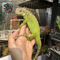 Gambar iguana kecil colombia dari arrow reptile undefined 3 Tokopedia