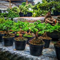 Gambar Bonsai Sancang Mini Shito Mame Sudah Siap Pajang Berkarakter Bonus Pot SUDAH BERKARATER dari Tanamanhias.Obyor undefined 2 Tokopedia