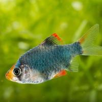 Gambar INSTAN ONLY IKAN HIAS SUMATRA HIJAU / GREEN TIGER BARB dari diamonds aquarium undefined 1 Tokopedia