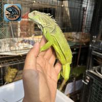 Gambar iguana kecil colombia dari arrow reptile undefined 4 Tokopedia