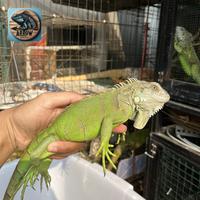 Gambar iguana kecil colombia dari arrow reptile undefined 2 Tokopedia