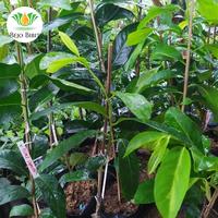 Gambar Bibit Tanaman Black Sapote-Bibit Buah Murah dari Bejo Bibit Unggul undefined 4 Tokopedia
