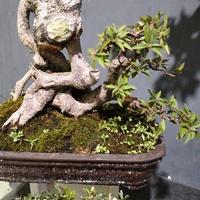 Gambar bonsai pusaka micro dari anjaniflowers.lestari undefined 2 Tokopedia