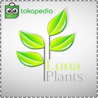 Gambar pohon hias artifical - pohon beringin 2,5meter - pohon sudut ruangan - Premium dari LunaPlants undefined 5 Tokopedia