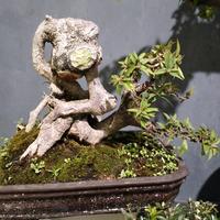 Gambar bonsai pusaka micro dari anjaniflowers.lestari undefined 1 Tokopedia