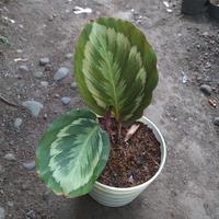 Gambar Calathea Medalion V2 dari Bonkulon Adenium undefined 1 Tokopedia