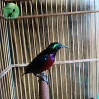 Gambar Burung Konin (Kolibri ninja) Gacor dari MarsBrand Bird undefined 1 Tokopedia