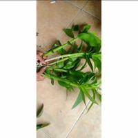 Gambar anggrek dendrobium farmery dari Nabilatamanstore undefined 2 Tokopedia