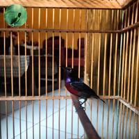 Gambar Burung Konin (Kolibri ninja) Gacor dari MarsBrand Bird undefined 3 Tokopedia