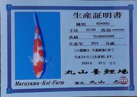 Gambar IKAN KOI IMPORT JEPANG KOHAKU MARUYAMA KOI FARM SIZE 36 CM / CODE 113 dari MARVEL TOY'S undefined 3 Tokopedia