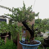 Gambar Bonsai Santigi Sumbawa Besar dari Sumber Santigi undefined 2 Tokopedia