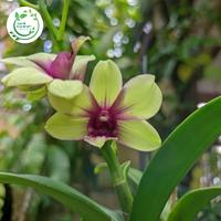 Gambar Anggrek dendrobium pasca bunga dari AnrilShop undefined 3 Tokopedia