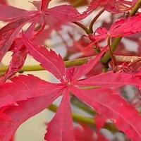 Gambar pohon maple jepang tinggi 1,5m - pohon ril dari Tania Flowrist undefined 3 Tokopedia