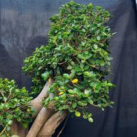 Gambar Bonsai beringin dollar mangkok/korea micro siap pajang dari ronnursery bonsai undefined 5 Tokopedia