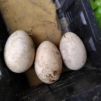 Gambar Telur angsa busuk calang, telur soang calang. STOK TERBATAS dari Bang Zidun undefined 2 Tokopedia