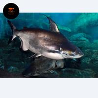 Gambar ikan patin induk jumbo patin super jumbo dari hfs farm undefined 1 Tokopedia