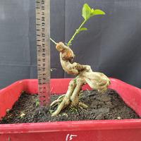 Gambar bonsai sancang meliuk no 15 dari garden kuu undefined 2 Tokopedia