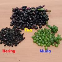Gambar 200 Buah Angkung Herbal Alami (Basella Alba / Gendola) Segar/Kering Tua/Muda - Buah Muda Segar dari tokobmg undefined 1 Tokopedia