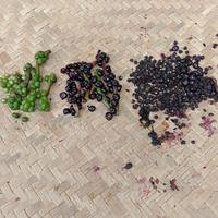 Gambar 200 Buah Angkung Herbal Alami (Basella Alba / Gendola) Segar/Kering Tua/Muda - Buah Muda Segar dari tokobmg undefined 5 Tokopedia